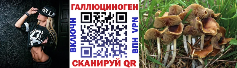 как найти наркотики Мураши Псилоцибиновые грибы Magic Shrooms